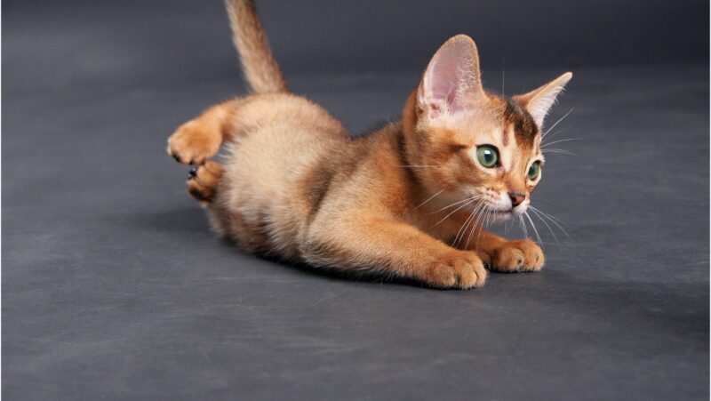 the hello kitty case photos orange pus