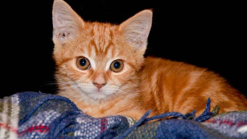 the hello kitty case photos orange pus